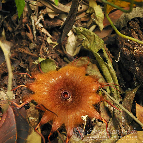 Rhizanthes infanticida