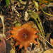 Rhizanthes infanticida - Photo (c) save_titan_arum_project, some rights reserved (CC BY-NC-SA), uploaded by save_titan_arum_project