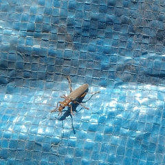 Copidita quadrimaculata