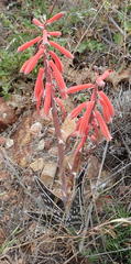 Gonialoe variegata