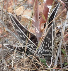Gonialoe variegata