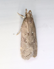 Helcystogramma melantherella
