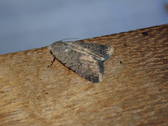 Caradrina flavirena