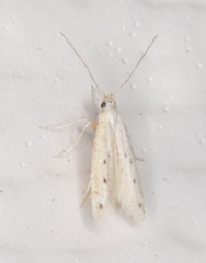 Haplochrois bipunctella