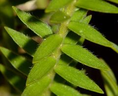 Struthiola striata
