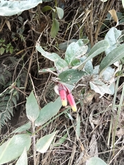 Macleania cordifolia