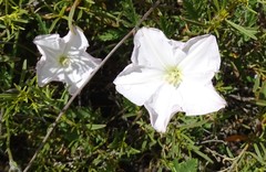 Convolvulus capensis