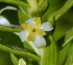 Struthiola striata