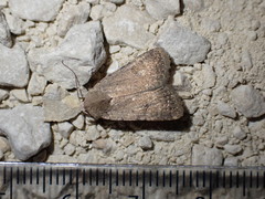 Caradrina flavirena