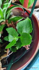 Kalanchoe blossfeldiana