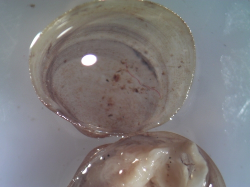 Musculium securis