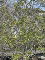 Piscidia carthagenensis