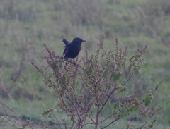 Melaenornis pammelaina