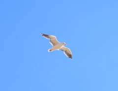Larus occidentalis