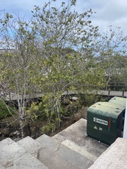 Piscidia carthagenensis