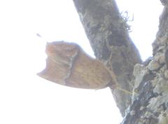 Charaxes varanes varanes