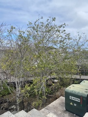 Piscidia carthagenensis