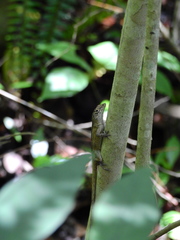 Anolis sagrei