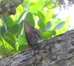 Charaxes ethalion ethalion