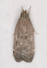 Helcystogramma melantherella