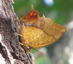 Charaxes varanes varanes