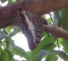 Charaxes brutus natalensis