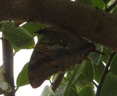Charaxes candiope