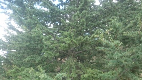 Image of Lebanon Cedar (Cedrus libani) by (c) Fethullah ÖZTÜRK, some rights reserved (CC BY)