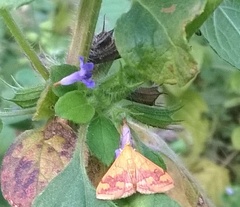 Pyrausta phoenicealis