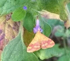 Pyrausta phoenicealis