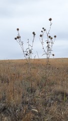 Echinops ritro
