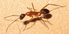 Camponotus etiolipes