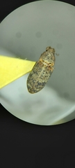 Eudiagogini