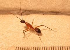 Camponotus etiolipes