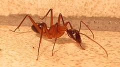 Camponotus etiolipes