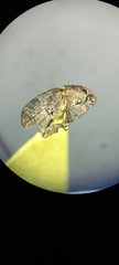 Eudiagogini
