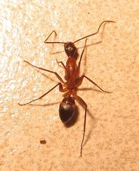 Camponotus etiolipes
