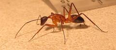 Camponotus etiolipes