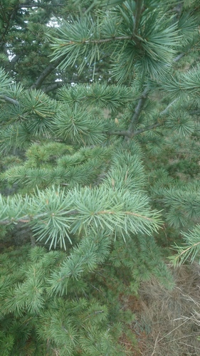 Image of Cedrus libani by (c) Fethullah ÖZTÜRK, some rights reserved (CC BY)