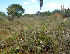 Pachypodium bispinosum