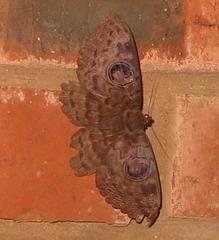 Erebus walkeri