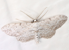 Pimaphera sparsaria