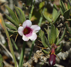 Pachypodium bispinosum