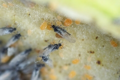 Baizongia pistaciae