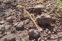 Crotaphytus nebrius