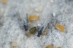 Baizongia pistaciae