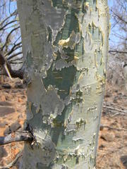 Commiphora tenuipetiolata