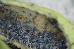 Baizongia pistaciae