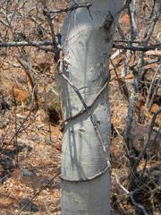 Commiphora tenuipetiolata