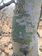 Commiphora tenuipetiolata